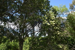 Melaleuca salicina
