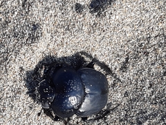 Scarabaeus semipunctatus