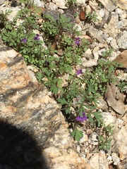 Schistophragma intermedium