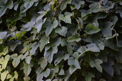 Ipomoea indica