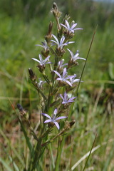 Wahlenbergia huttonii