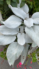 Senecio candidans