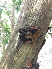 Phylloporia