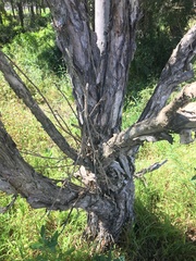 Melaleuca salicina