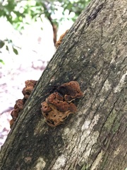 Phylloporia