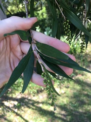 Melaleuca salicina