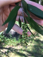 Melaleuca salicina