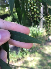 Melaleuca salicina