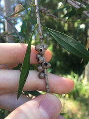 Melaleuca salicina