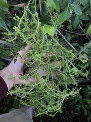 Mycosyrinx cissi