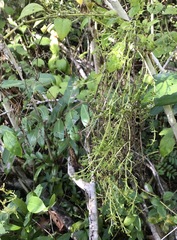 Mycosyrinx cissi