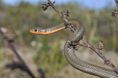 Cross-Marked Grass Snake photo 2