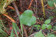 Viola mirabilis