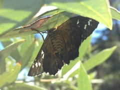 Apyrrothrix araxes