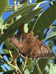 Apyrrothrix araxes