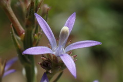 Wahlenbergia huttonii