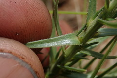 Wahlenbergia huttonii