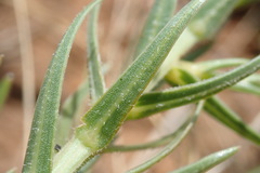 Wahlenbergia huttonii