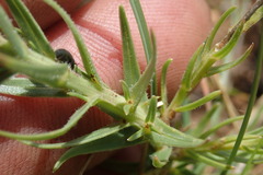 Wahlenbergia huttonii