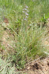 Wahlenbergia huttonii