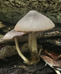 Volvariella cubensis
