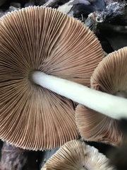 Volvariella cubensis