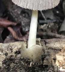 Volvariella cubensis