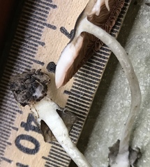 Volvariella cubensis