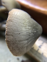 Volvariella cubensis