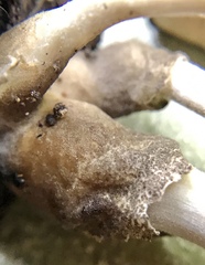 Volvariella cubensis