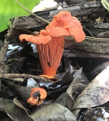 Cantharellus coccolobae