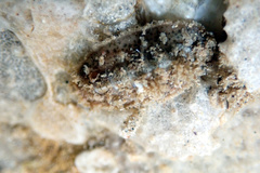 Acanthochitona pilsbryi