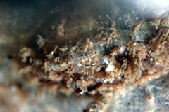 Acanthochitona pilsbryi