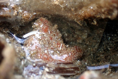 Pyura fissa