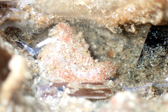 Pyura fissa