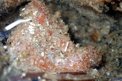 Pyura fissa