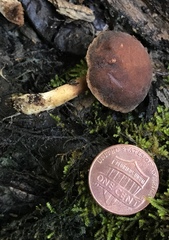 Xerocomus olivaceus