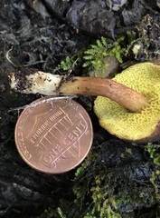 Xerocomus olivaceus