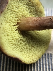 Xerocomus olivaceus