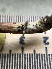 Xerocomus olivaceus