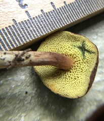 Xerocomus olivaceus