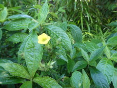 Strobilanthes crispa