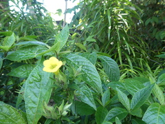 Strobilanthes crispa