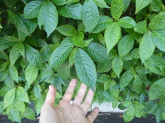 Strobilanthes crispa