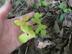 Dendrolobium umbellatum