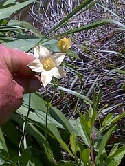 Wahlenbergia rivularis