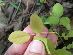 Dendrolobium umbellatum