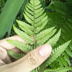 Dryopteris lepidopoda