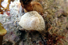 Lamellaria ophione image