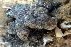 Botryllus
